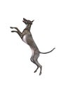 Portrait in motion with dog, Italian greyhound with brown fur jumping up isolated over white color studio background Royalty Free Stock Photo