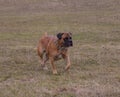 Portrait in motion. A rare breed of dog - the South African Boerboel. Royalty Free Stock Photo