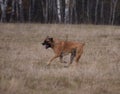 Portrait in motion. A rare breed of dog - the South African Boerboel. Royalty Free Stock Photo