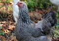 Portrait of motley black and white chicken
