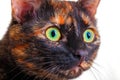 Portrait of the motley cat