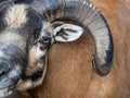 Portrait of a mouflon - Male mouflon Royalty Free Stock Photo