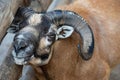 Portrait of a mouflon - Male mouflon Royalty Free Stock Photo