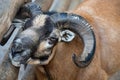 Portrait of a mouflon - Male mouflon Royalty Free Stock Photo
