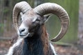 Portrait of a mouflon, Ovis orientalis, in a zoo