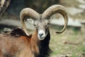 Portrait of the mouflon ram / goat.