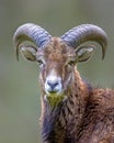 Portrait of Mouflon sheep male on hill