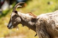 Portrait of a mountain Goat with horns - Italian Alps Royalty Free Stock Photo