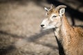 Portrait of mountain goat in nature park Royalty Free Stock Photo