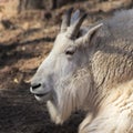 A Portrait of a Mountain Goat, Oreamnos americanus