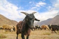 Portrait of a Mountain Goat in the Pamir road Royalty Free Stock Photo