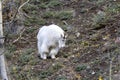 Portrait of a Mountain Goat, Yukon, Canada. Royalty Free Stock Photo