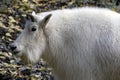 Portrait of a Mountain Goat, Yukon, Canada. Royalty Free Stock Photo