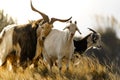 portrait of mountain goats love wild