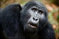 Portrait of a mountain gorilla. Royalty Free Stock Photo