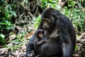 Portrait of a mountain gorilla with cub at a short distance. gorilla close up portrait. Royalty Free Stock Photo