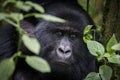 Portrait of mountain gorilla Royalty Free Stock Photo