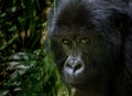 Portrait of mountain gorilla Royalty Free Stock Photo