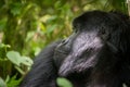 Portrait of mountain gorilla Royalty Free Stock Photo