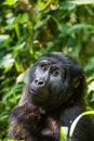 Portrait of a mountain gorilla at a short distance. gorilla close up portrait. Royalty Free Stock Photo