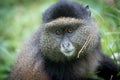 Portrait of mountain gorilla Royalty Free Stock Photo