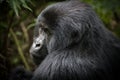 Portrait of mountain gorilla Royalty Free Stock Photo