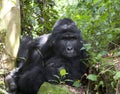 Portrait of a mountain gorilla. Uganda. Bwindi Impenetrable Forest National Park. Royalty Free Stock Photo