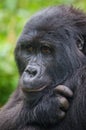 Portrait of a mountain gorilla. Uganda. Bwindi Impenetrable Forest National Park. Royalty Free Stock Photo