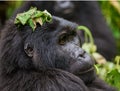 Portrait of a mountain gorilla. Uganda. Bwindi Impenetrable Forest National Park. Royalty Free Stock Photo