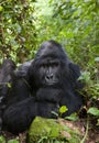 Portrait of a mountain gorilla. Uganda. Bwindi Impenetrable Forest National Park. Royalty Free Stock Photo