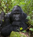 Portrait of a mountain gorilla. Uganda. Bwindi Impenetrable Forest National Park. Royalty Free Stock Photo