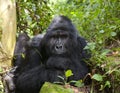 Portrait of a mountain gorilla. Uganda. Bwindi Impenetrable Forest National Park. Royalty Free Stock Photo