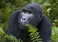 Portrait of a mountain gorilla. Uganda. Bwindi Impenetrable Forest National Park.