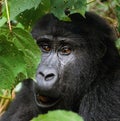 Portrait of a mountain gorilla. Uganda. Bwindi Impenetrable Forest National Park. Royalty Free Stock Photo