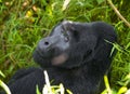 Portrait of a mountain gorilla. Uganda. Bwindi Impenetrable Forest National Park. Royalty Free Stock Photo