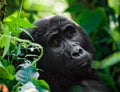 Portrait of a mountain gorilla. Uganda. Bwindi Impenetrable Forest National Park. Royalty Free Stock Photo