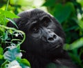 Portrait of a mountain gorilla. Uganda. Bwindi Impenetrable Forest National Park. Royalty Free Stock Photo