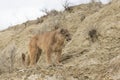Portrait of mountain lion on hill