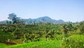 portrait mountain views of rice fields