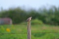 Portrait of mourning Dove resting