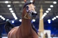 Portrait of moveing bay purebred arabian horse. close up Royalty Free Stock Photo