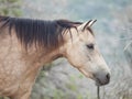 Portrait of moveing half-wild mare. liberty, Israel