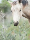 Portrait of moveing half-wild mare. liberty, Israel