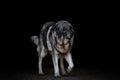 Moving old female dog with fluffy fur isolated on black background