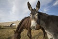 Portrait of a mule against blue sky