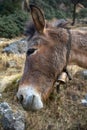 Portrait of mule with bronze bell