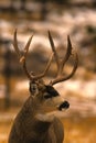 Portrait of a Mule Deer Buck Royalty Free Stock Photo