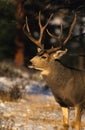 Portrait of a Mule Deer Buck Royalty Free Stock Photo