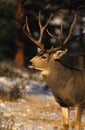 Portrait of a Mule Deer Buck