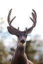 Portrait of mule deer buck with velvet antler